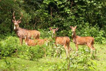 1 Day Kaziranga Tour