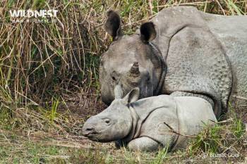 1 Day Kaziranga Tour