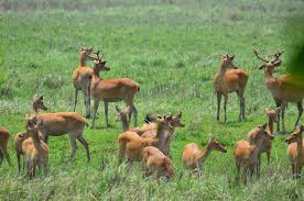 6 Nights 7 Days Assam- Meghalaya Tour